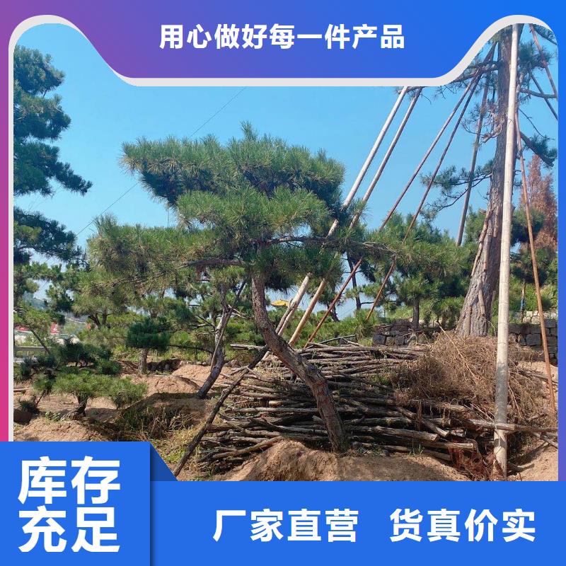 造型松_造型松苗木专业品质