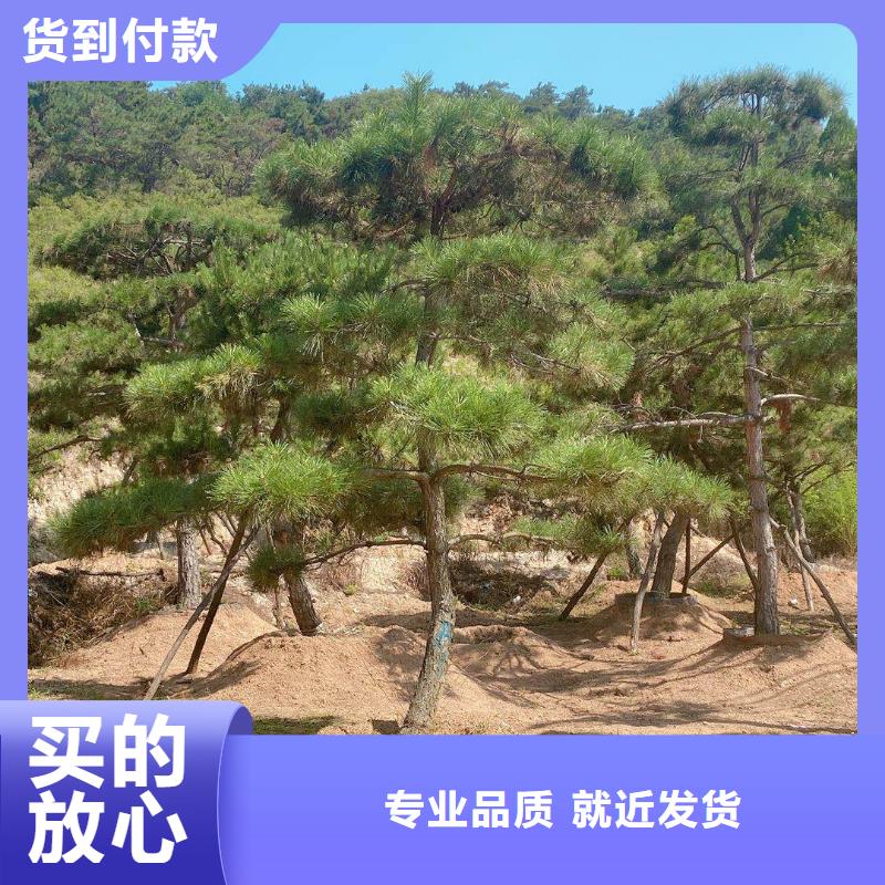  造型松您想要的我们都有