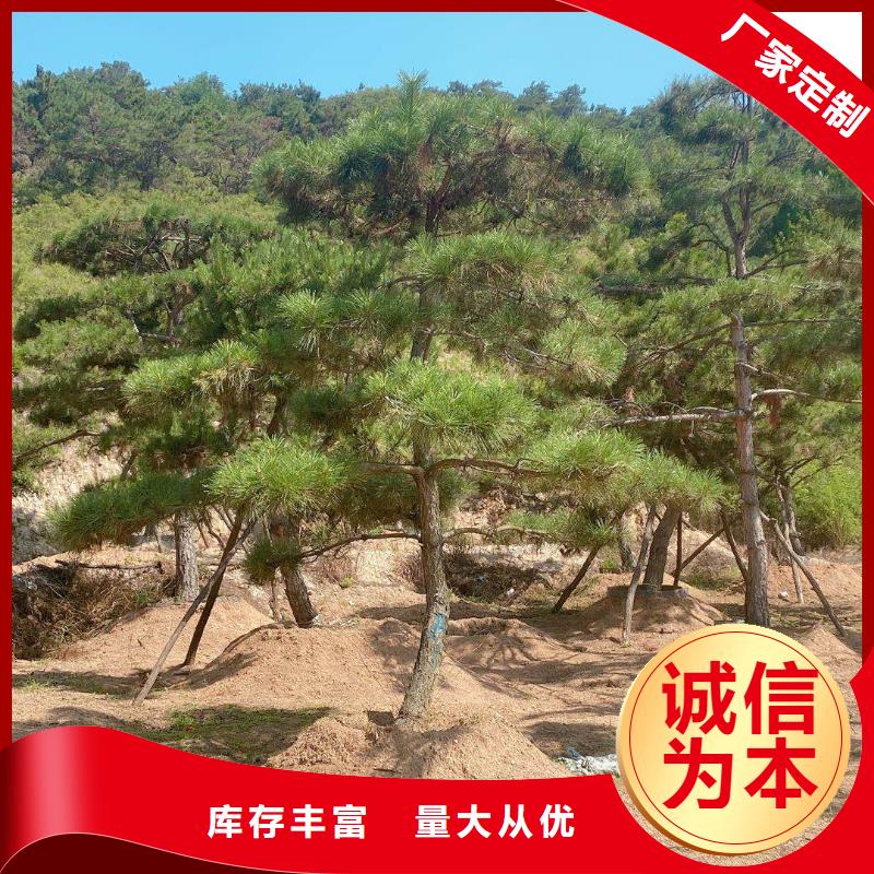 造型松造型黑松加工定制