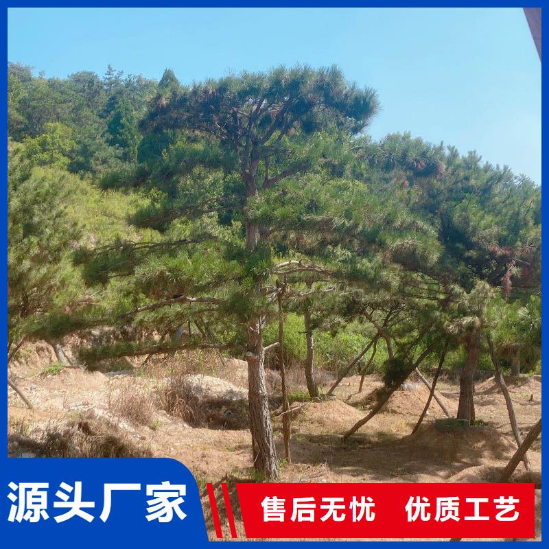 造型松-造型黑松按需定做
