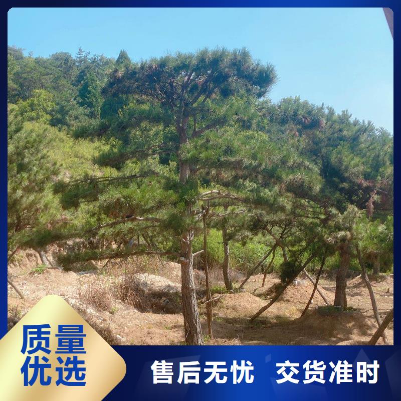 造型池松-视频-船山|蓬溪|巴中|成都|雅安|凉山东实造型池松_ 东实园林绿化(遂宁市分公司)