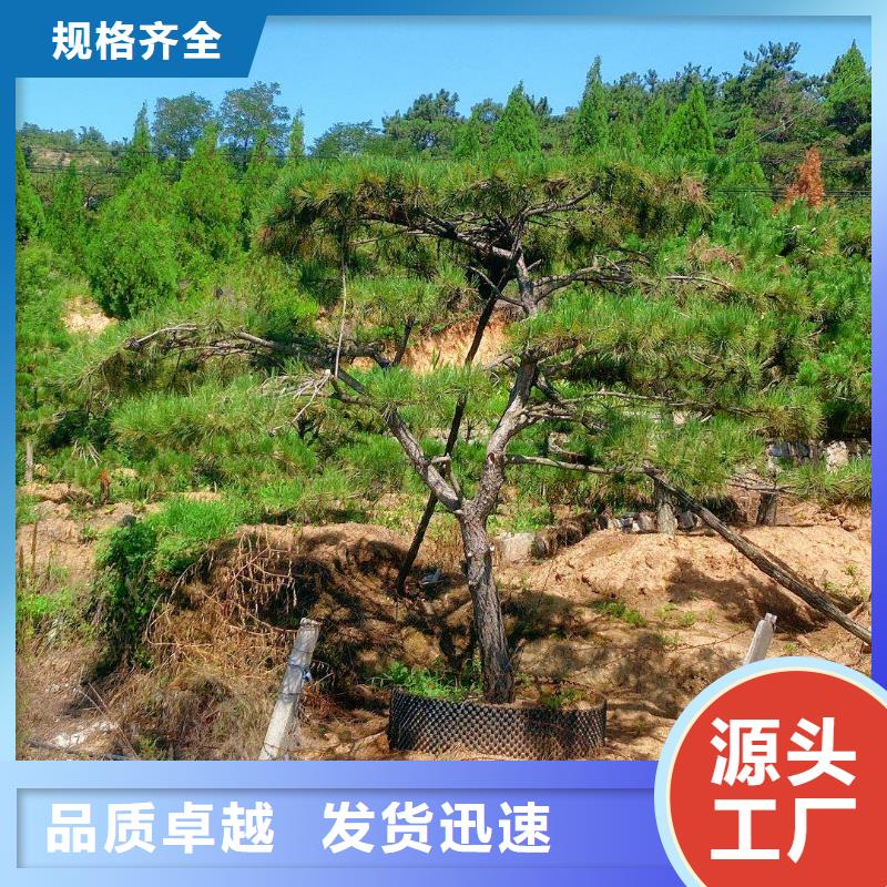 造型松自产自销