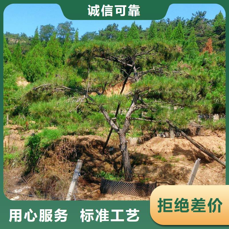 造型松造型黑松加工定制