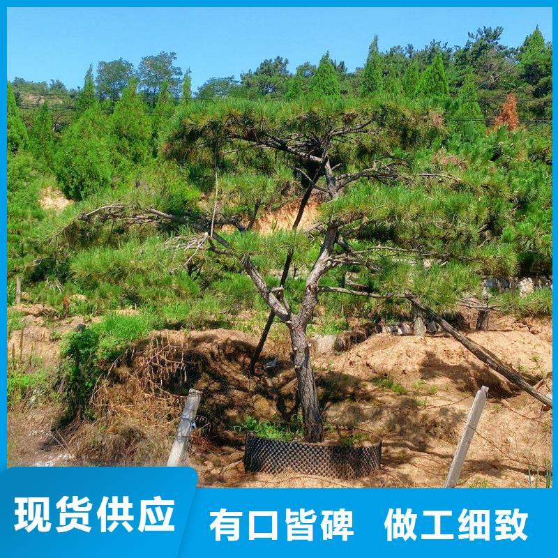 造型松高性价比