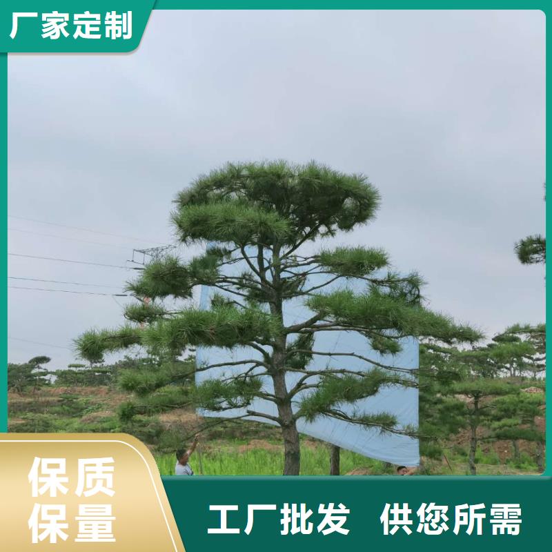 造型松高性价比