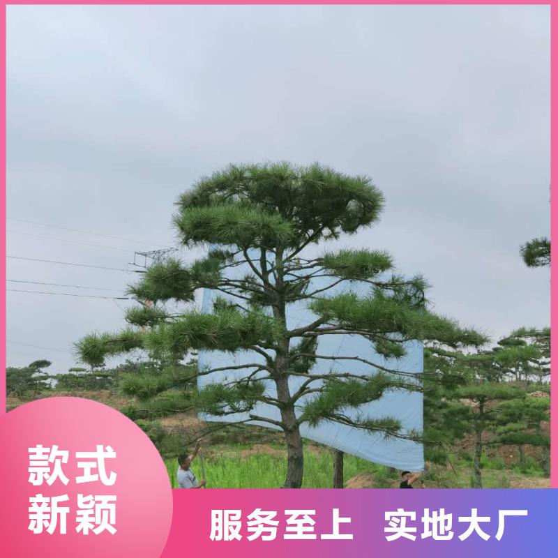 造型松-造型松价格追求品质