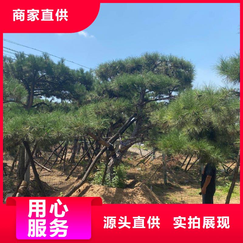 造型松高性价比
