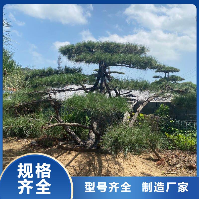 造型松高性价比