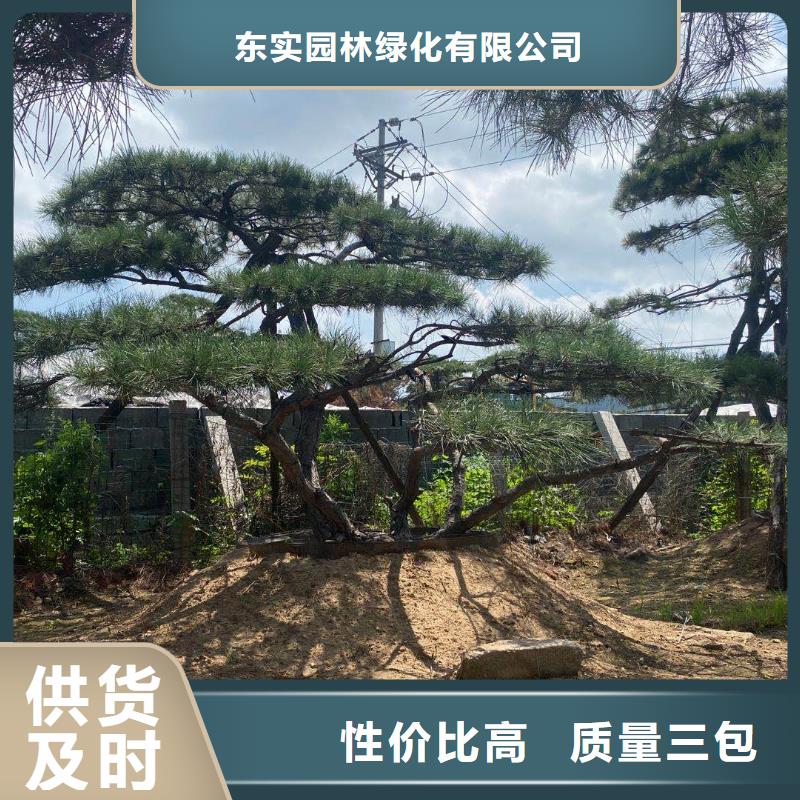 造型松古桩厂家经验丰富