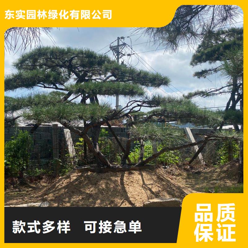 造型松造型黑松加工定制