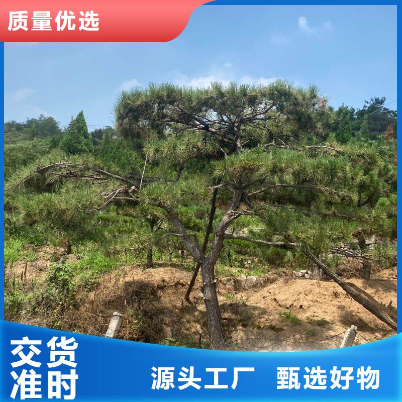 造型松高性价比