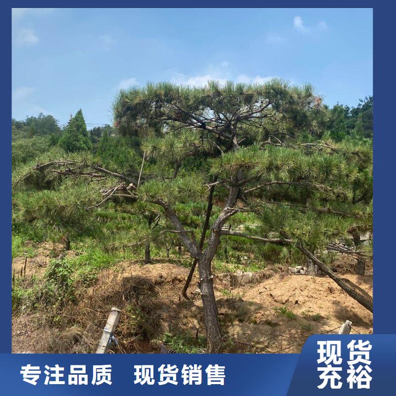 造型松-造型松价格追求品质