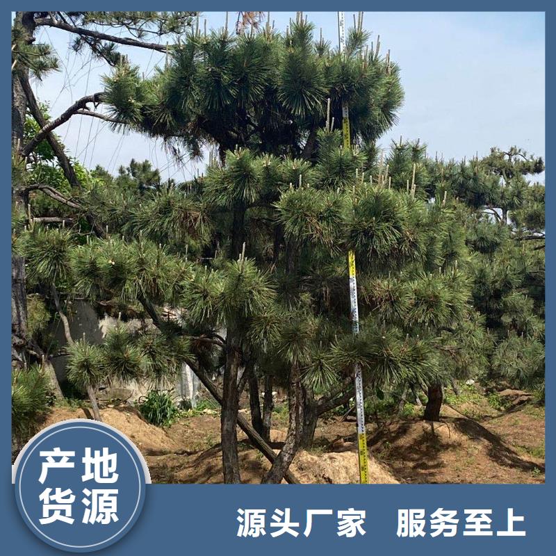 造型松高性价比