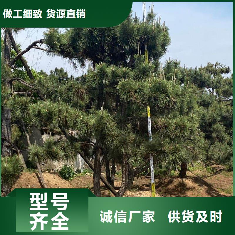造型松古桩厂家经验丰富