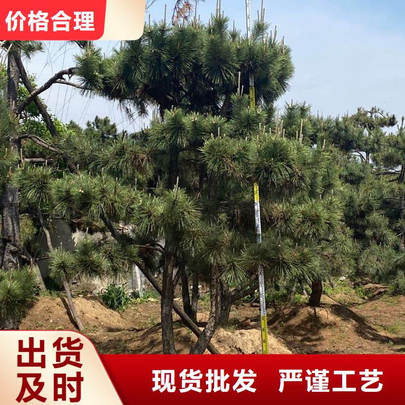造型池松-视频-船山|蓬溪|巴中|成都|雅安|凉山东实造型池松_ 东实园林绿化(遂宁市分公司)
