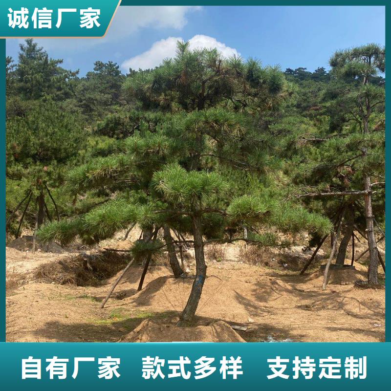 造型松高性价比
