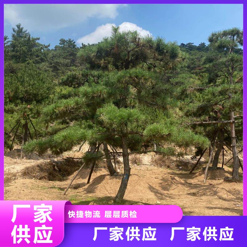 造型松-造型松价格追求品质