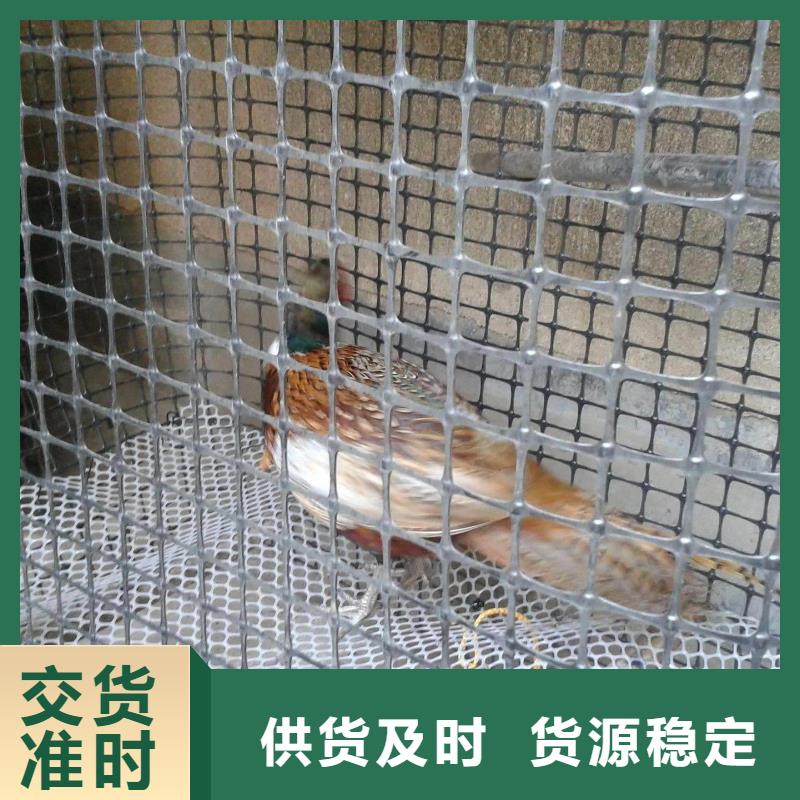双向拉伸塑料土工格栅-商品批发价格塑料格栅单向拉伸路基加筋养殖网围栏塑料土工格栅