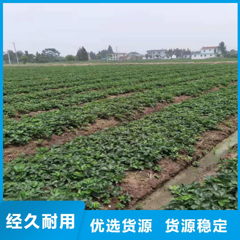 草莓苗梨树苗多年厂家可靠