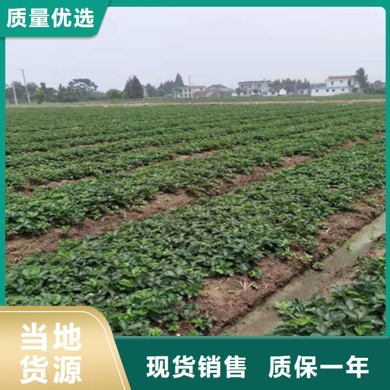 丽雪草莓苗
