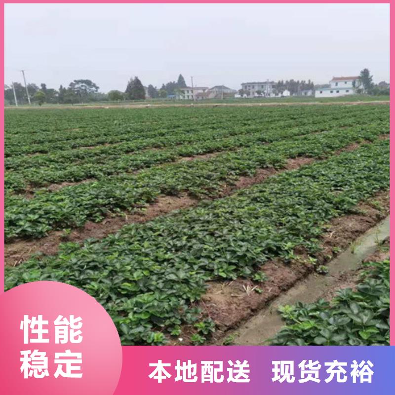 桃树苗-视频-桃树苗|黑龙江省|黑河|佳木斯|绥化|大兴安岭|哈尔滨