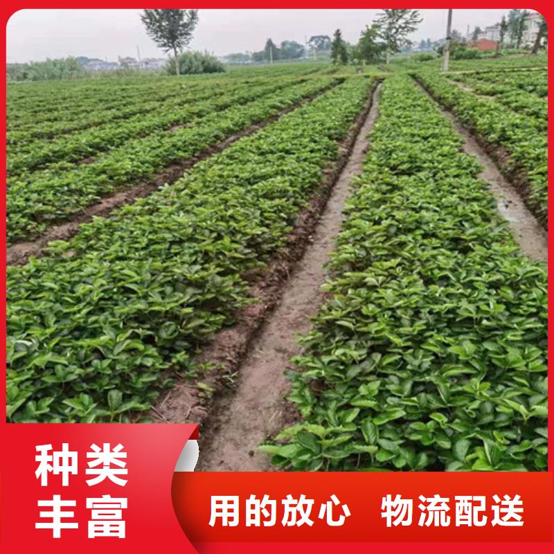 桃树苗-视频-桃树苗_河南省信阳市市场覆盖浉河|平桥|平顶山|洛阳|安阳|漯河|开封等