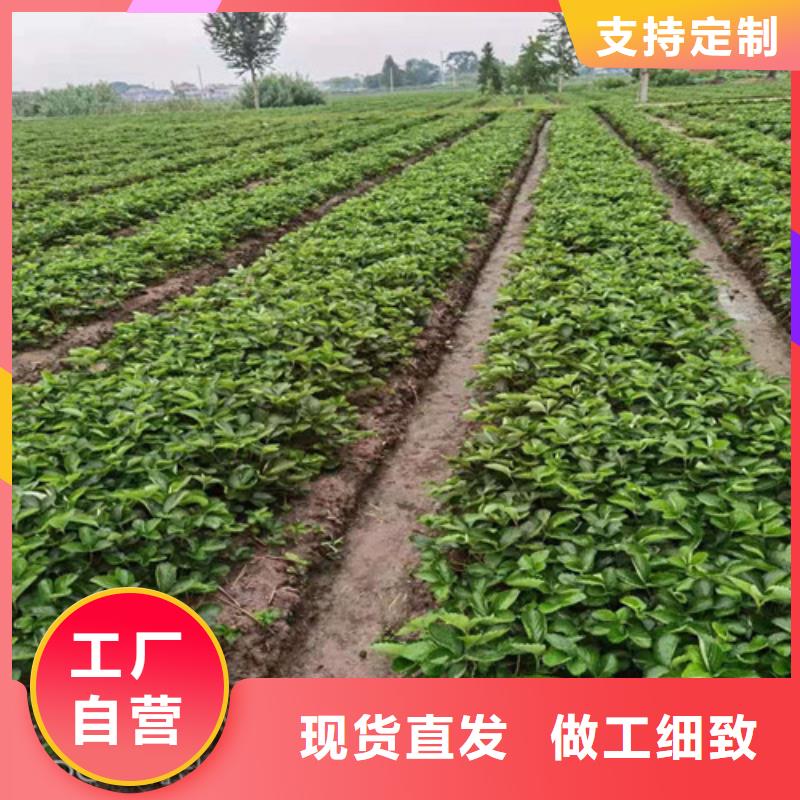 桃树苗视频-桃树苗|福建省龙岩市|新罗|连城|福州|南平|厦门|三明|宁德|莆田