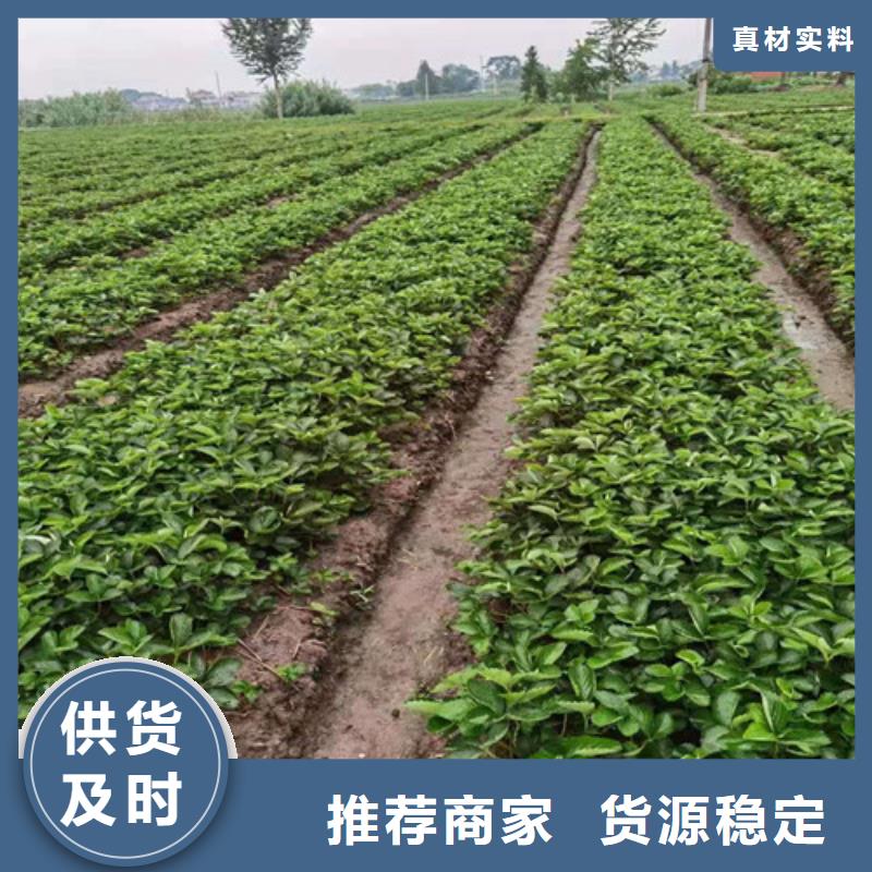 草莓苗_嘎啦苹果苗一站式采购