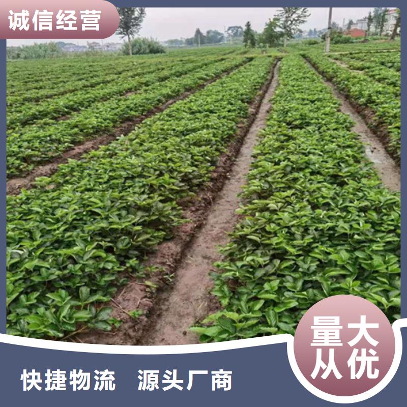 幸香草莓种苗