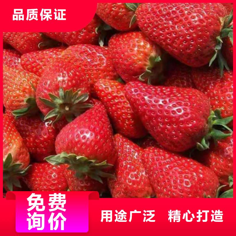 桃树苗视频-桃树苗|福建省龙岩市|新罗|连城|福州|南平|厦门|三明|宁德|莆田