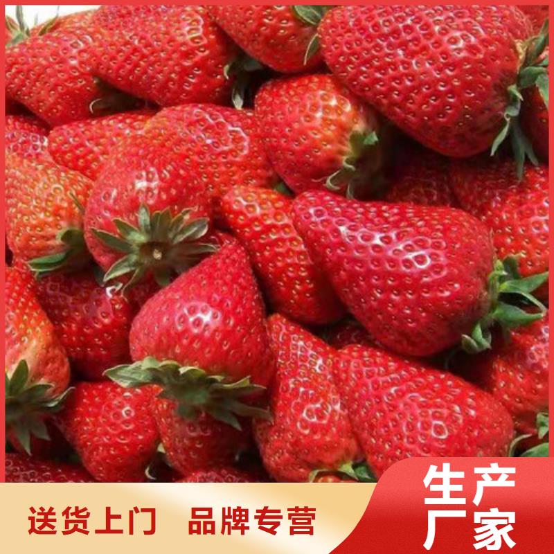 圣诞红草莓苗