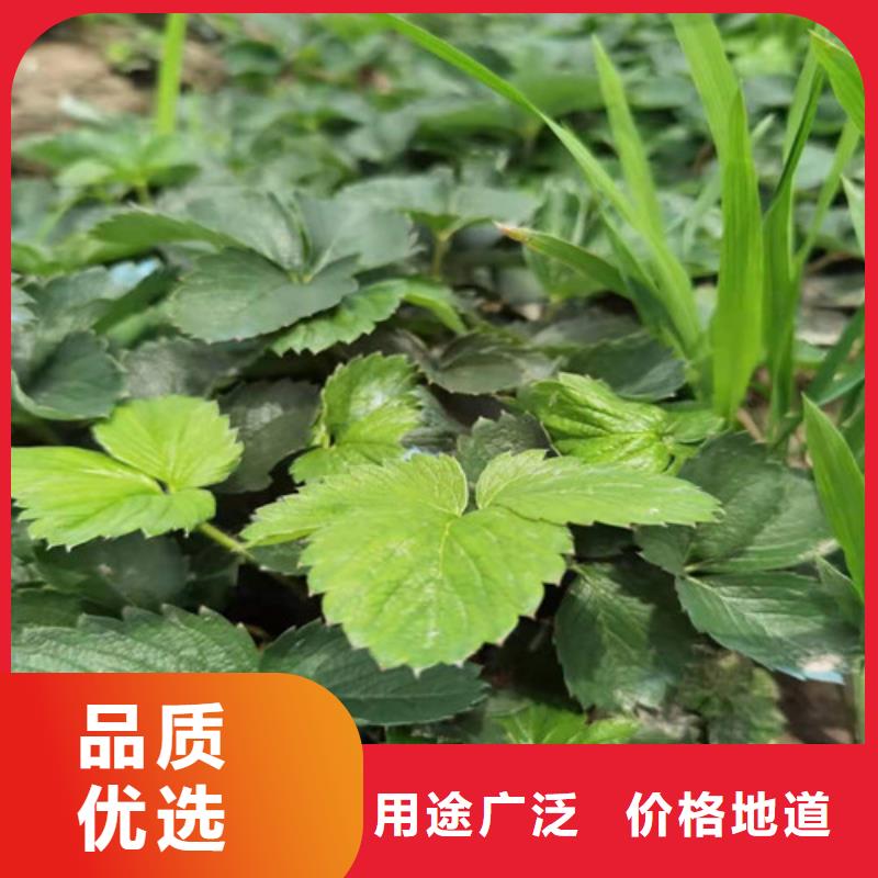 丽雪草莓苗