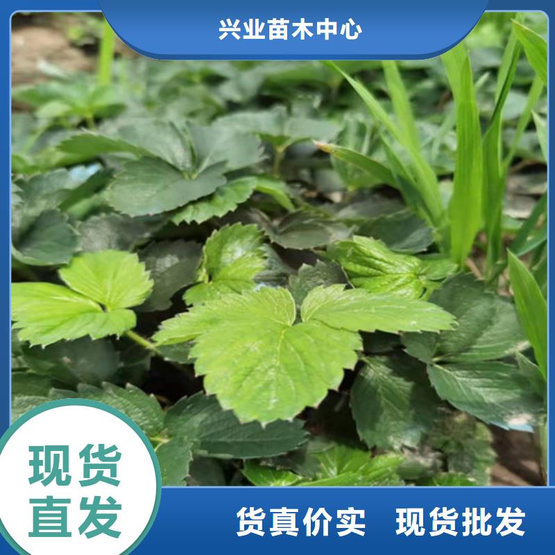 草莓苗-金银花树苗制造生产销售