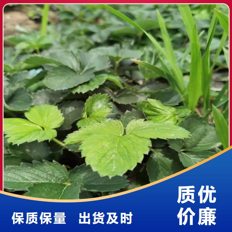桃树苗视频-桃树苗|福建省龙岩市|新罗|连城|福州|南平|厦门|三明|宁德|莆田