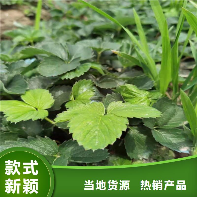 美德莱特草莓苗