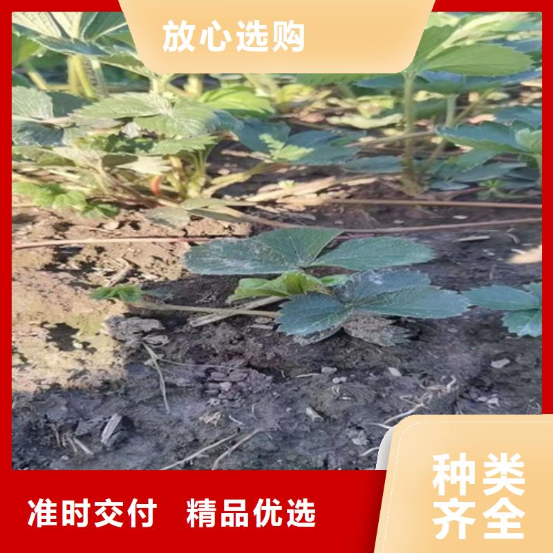 桃树苗-视频-桃树苗|黑龙江省|黑河|佳木斯|绥化|大兴安岭|哈尔滨