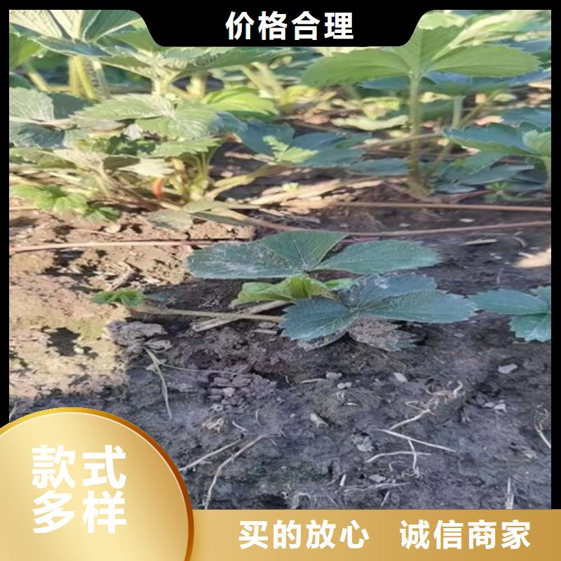 草莓苗-金银花树苗制造生产销售