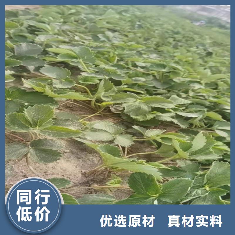 草莓苗大雪枣苗打造行业品质