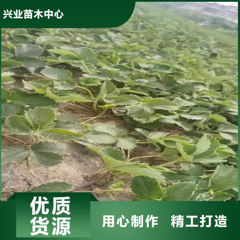 草莓苗,大棚草莓苗保障产品质量