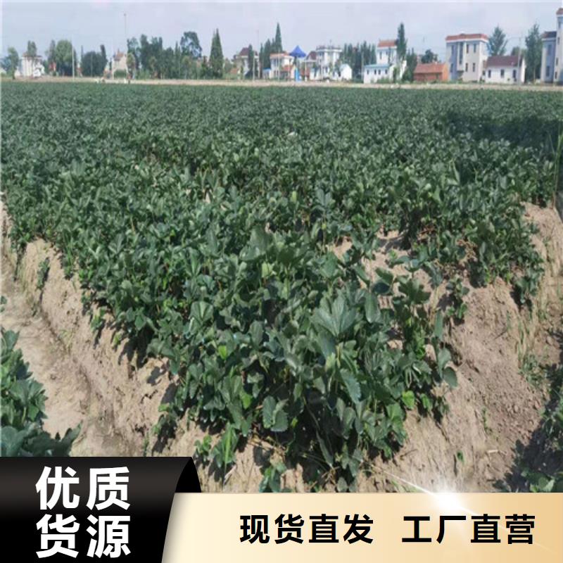 草莓苗,猕猴桃苗品质值得信赖