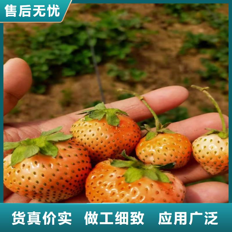 艳丽草莓苗哪里的便宜