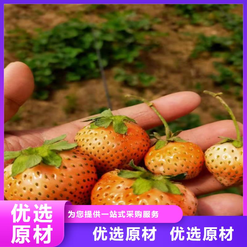 草莓苗_嘎啦苹果苗一站式采购