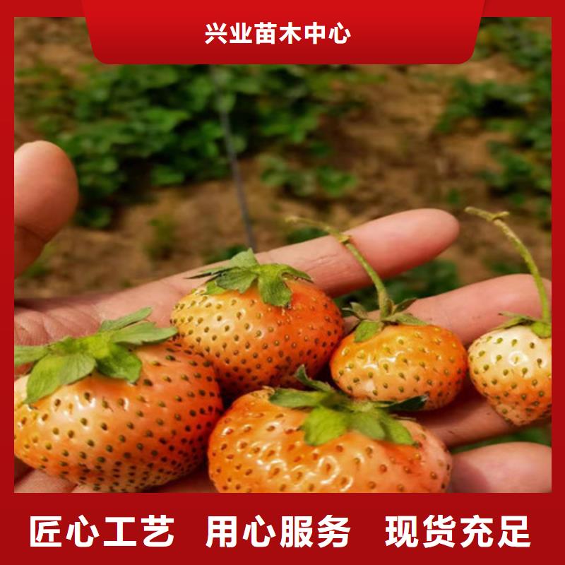 桃树苗-视频-桃树苗_河南省信阳市市场覆盖浉河|平桥|平顶山|洛阳|安阳|漯河|开封等