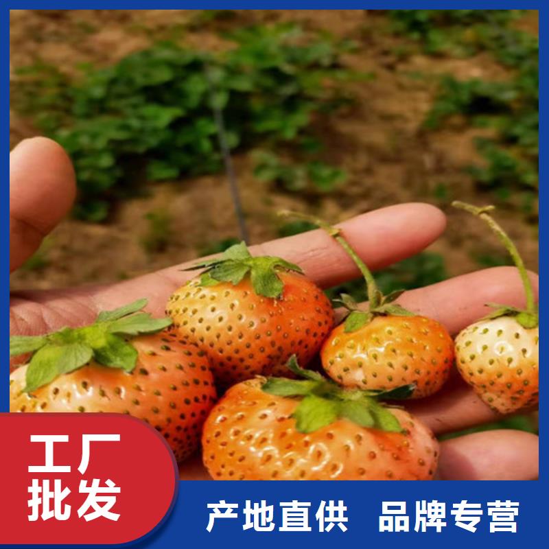 草莓苗苹果苗货源直供