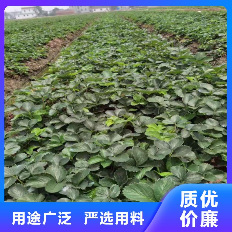 【草莓苗大棚草莓苗专业生产N年】