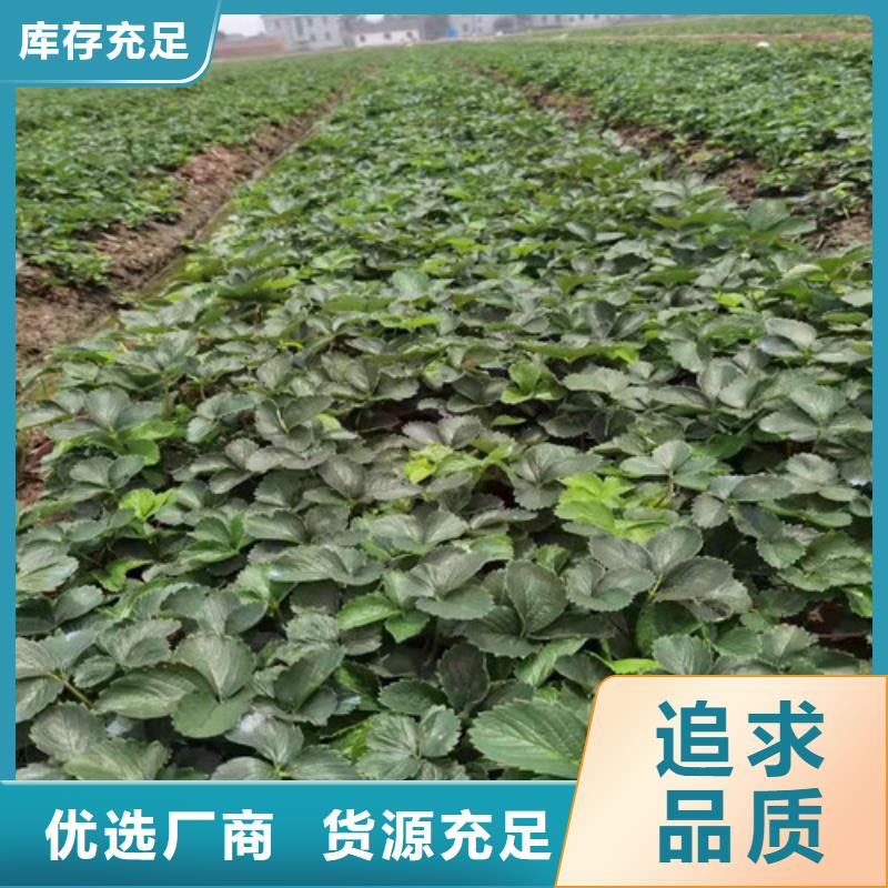 草莓苗,大棚草莓苗保障产品质量