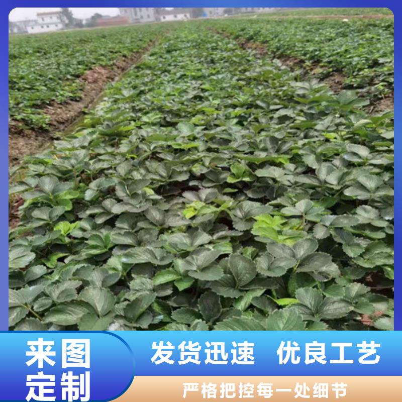 桃树苗-视频-桃树苗|黑龙江省|黑河|佳木斯|绥化|大兴安岭|哈尔滨