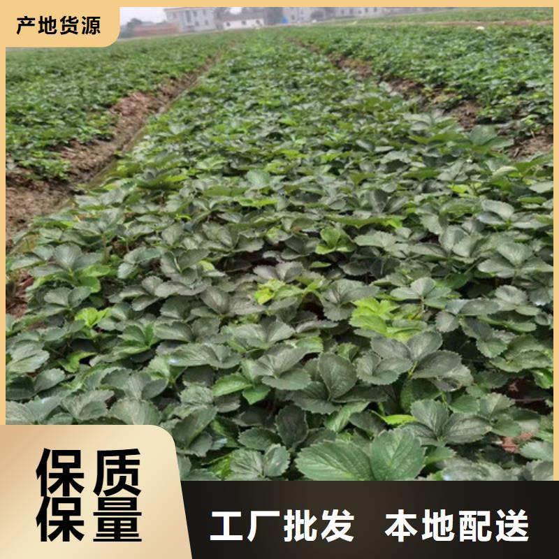 【草莓苗】大红袍花椒苗质检合格出厂