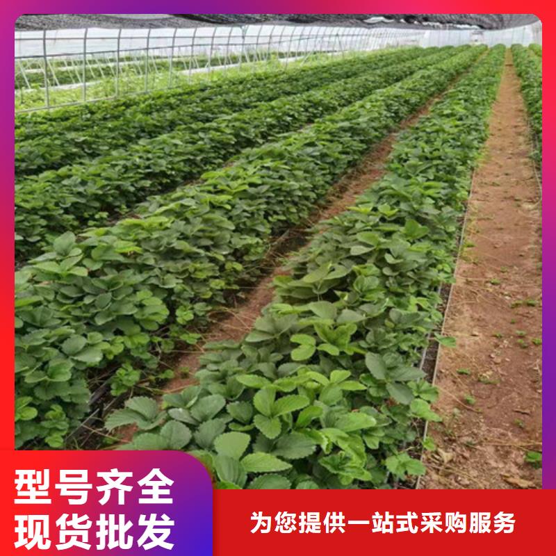 草莓苗_嘎啦苹果苗一站式采购