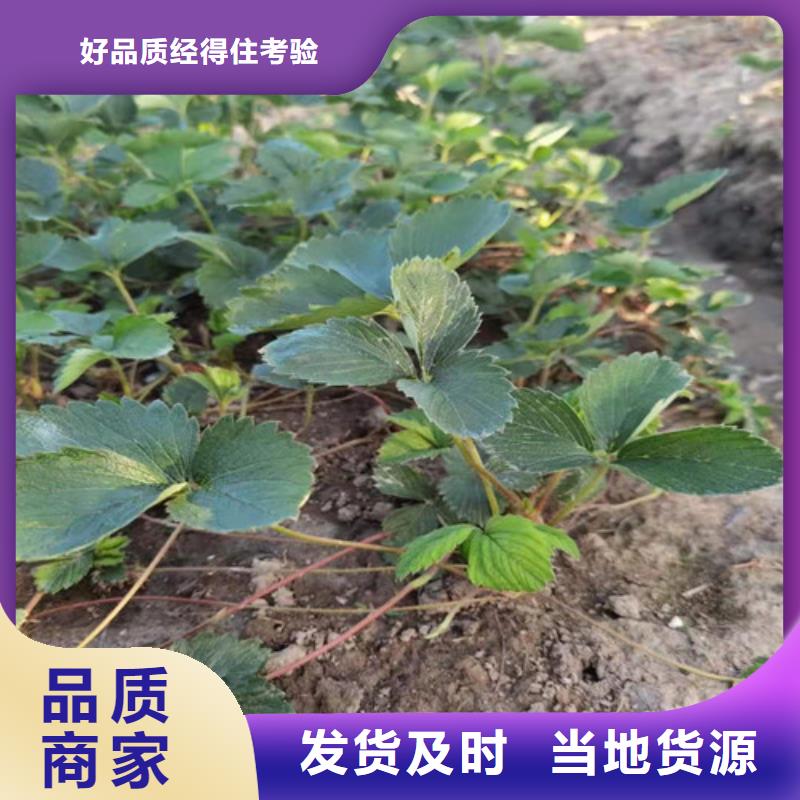 草莓苗大棚草莓苗质量安心